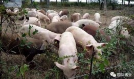 印尼猪瘟最新爆料信息,最新爆料揭示防控挑战与应对措施